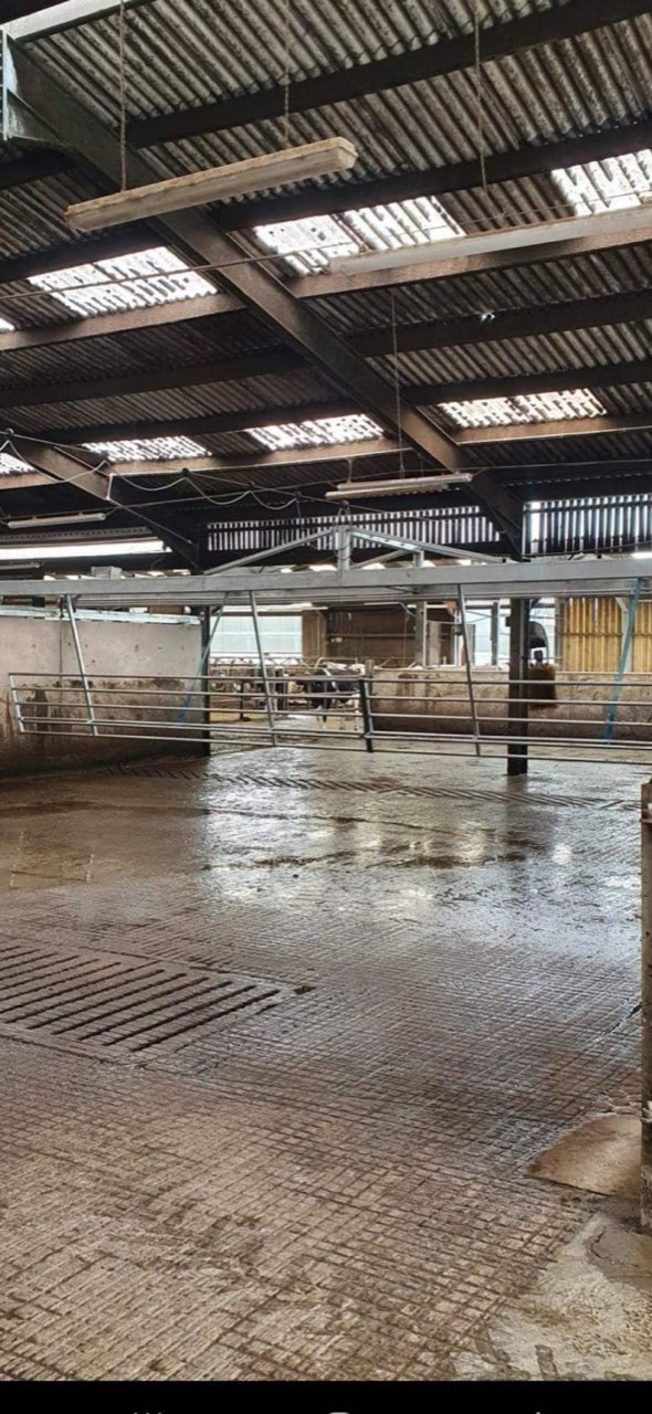 Steel backing gates for a dairy farm